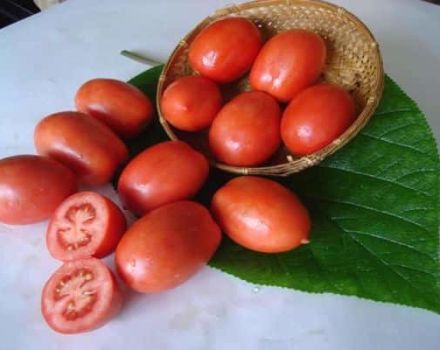 Pomidorų veislės „Salute“ aprašymas, auginimo ir priežiūros ypatybės