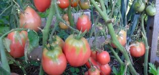 خصائص ووصف صنف الطماطم Petrusha بستاني ، محصوله