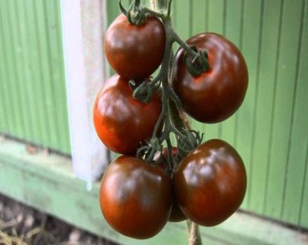 Egenskaber og beskrivelse af Kumato-tomatsorten, dens udbytte