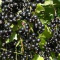 Beskrivning och egenskaper hos svarta vinbärsorter Hercules, plantering och vård