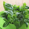 Useful properties and contraindications of basil for the human body