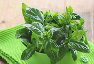 Useful properties and contraindications of basil for the human body