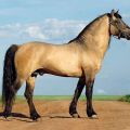 Vyatka arklių veislės aprašymas ir savybės bei turinio ypatybės