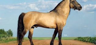 Beskrivning och egenskaper hos hästrasen Vyatka och innehållets egenskaper