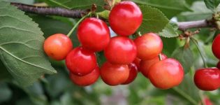 Beskrivning och historia över ursprunget på fågelskörsbärsorten, applikations- och vårdfunktioner