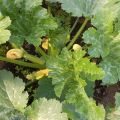 Description of diseases of zucchini in the open field, treatment and control of them