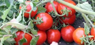 Pomidorų veislės Countryman charakteristikos ir aprašymas, derlius