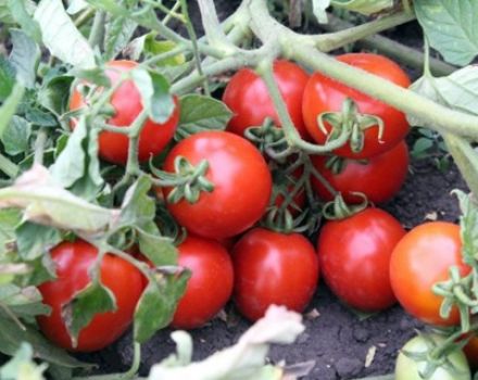 Características y descripción de la variedad de tomate Countryman, su rendimiento