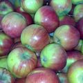 Obuolių veislės „Rossoshanskoe Polosate“ charakteristikos, porūšių aprašymas ir derlius