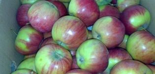 Карактеристике сорте јабука Россосханскоие Полосате, опис подврста и принос