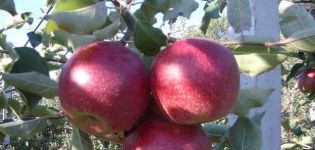 Fördelar och nackdelar, egenskaper och beskrivning av Krasnaya Gorka äppelsort