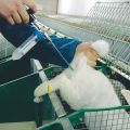 Voors en tegens van kunstmatige inseminatie van konijnen en hoe deze correct uit te voeren