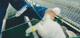 Za i protiv umjetne oplodnje zečeva i kako to ispravno provesti