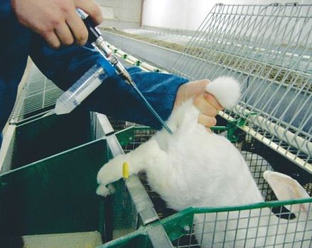 Pro e contro dell'inseminazione artificiale dei conigli e come eseguirla correttamente