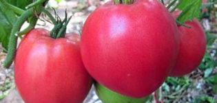 Sibiro sunkiųjų pomidorų veislės savybės ir aprašymas, derlius