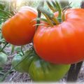 Kenmerken en beschrijving van het tomatenras Altai Orange
