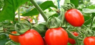 Popis odrůdy rajčat Tlačítko, jeho vlastnosti a výnos