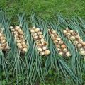 I tempi di raccolta delle cipolle per la conservazione nella Russia centrale e nella regione
