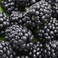 Mô tả về các giống dâu đen không có hạt tốt nhất, trồng, phát triển và chăm sóc