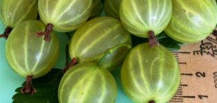 Beskrivning och egenskaper hos krusbärsorten Malachite, plantering och skötsel