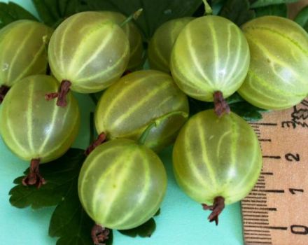 Beskrivning och egenskaper hos krusbärsorten Malachite, plantering och skötsel