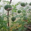 Hur man odlar vattenmeloner i ett polykarbonat växthus, plantering och skötsel, bildning schema