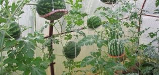Hoe watermeloenen groeien in een polycarbonaatkas, planten en verzorgen, vormingsschema