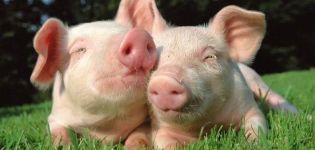 Những loại thảo mộc nào có thể và không thể cho lợn con, danh sách các loại cây hữu ích và nguy hiểm