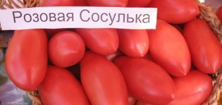 Charakterystyka i opis odmiany pomidora Icicle Pink