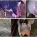 Шта учинити са едемом вимена код козе након порођаја и узроцима стања, лечење