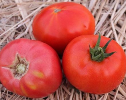 Beskrivning av den rosa titan-tomatsorten och dess egenskaper