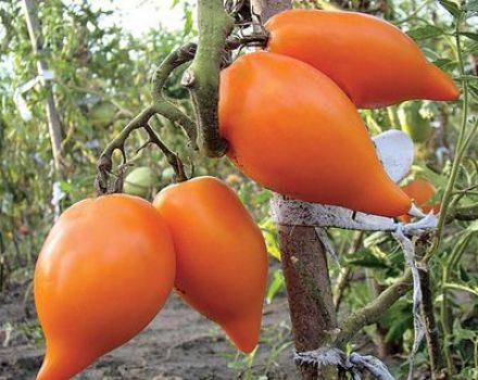 Pomidorų veislės savybės ir aprašymas Pietinis įdegis, derlius