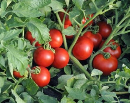 Penerangan dan ciri-ciri pelbagai jenis tomato Leopold