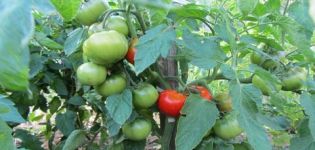 Características y descripción de la variedad de tomate Juggler