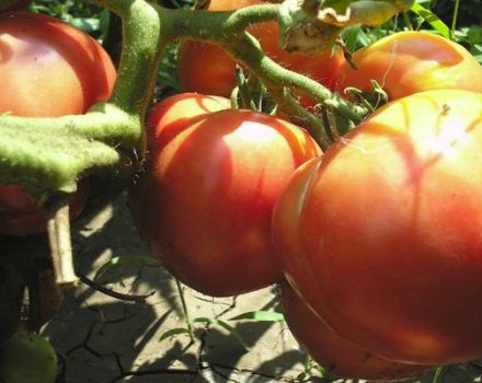 Pomidorų veislės „Love earthly“ aprašymas ir jo savybės