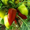 Hur man bildar paprika i ett växthus och öppet fält