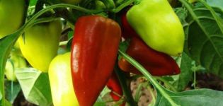 Πώς να σχηματίσετε πιπεριές σε θερμοκήπιο και ανοιχτό χωράφι