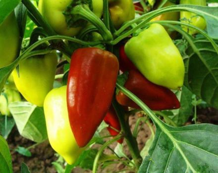 Hur man bildar paprika i ett växthus och öppet fält