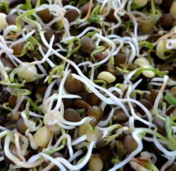 Proprietà utili e danno delle lenticchie germinate, composizione chimica, è possibile mangiarlo