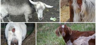 Cauzele descărcării de la noza la o capră însărcinată înainte de alăptare și ce să facă