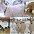 Regler for avl og pleje af geder derhjemme for begyndere