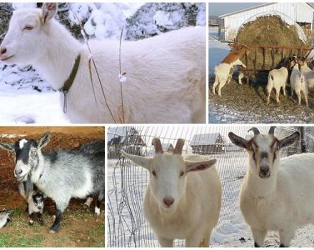 Pravidlá chovu a starostlivosti o kozy pre začiatočníkov doma