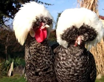 Beskrivning och kännetecken för holländska kycklingar, vitkrönad rasinnehåll