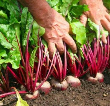 When and how to properly plant beet seeds in open ground?