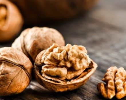 Užitečné a léčivé vlastnosti vlašských ořechů pro tělo, kontraindikace