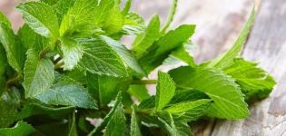 TOP 10 recipes for preparing blanks of mint and lemon balm for the winter