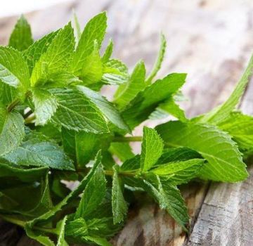 TOP 10 recipes for preparing blanks of mint and lemon balm for the winter