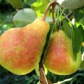 Beskrivning och egenskaper hos päron Lada, mogna termer, vård och odling