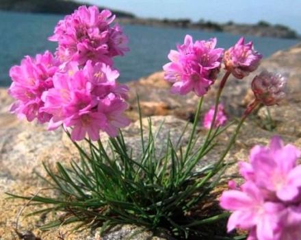Description of 25 species and varieties of armeria, planting and care in the open field