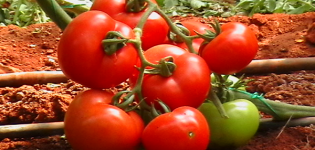 Descripción y características de la variedad de tomate Ivanych.